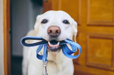 chien pour obèse