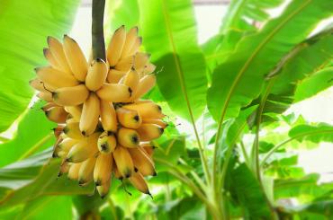Banane Guadeloupe 
