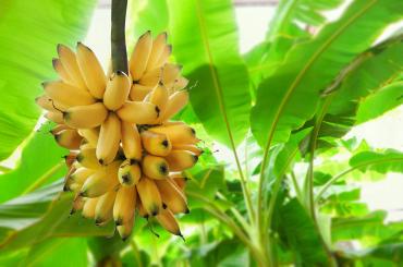 Banane Guadeloupe