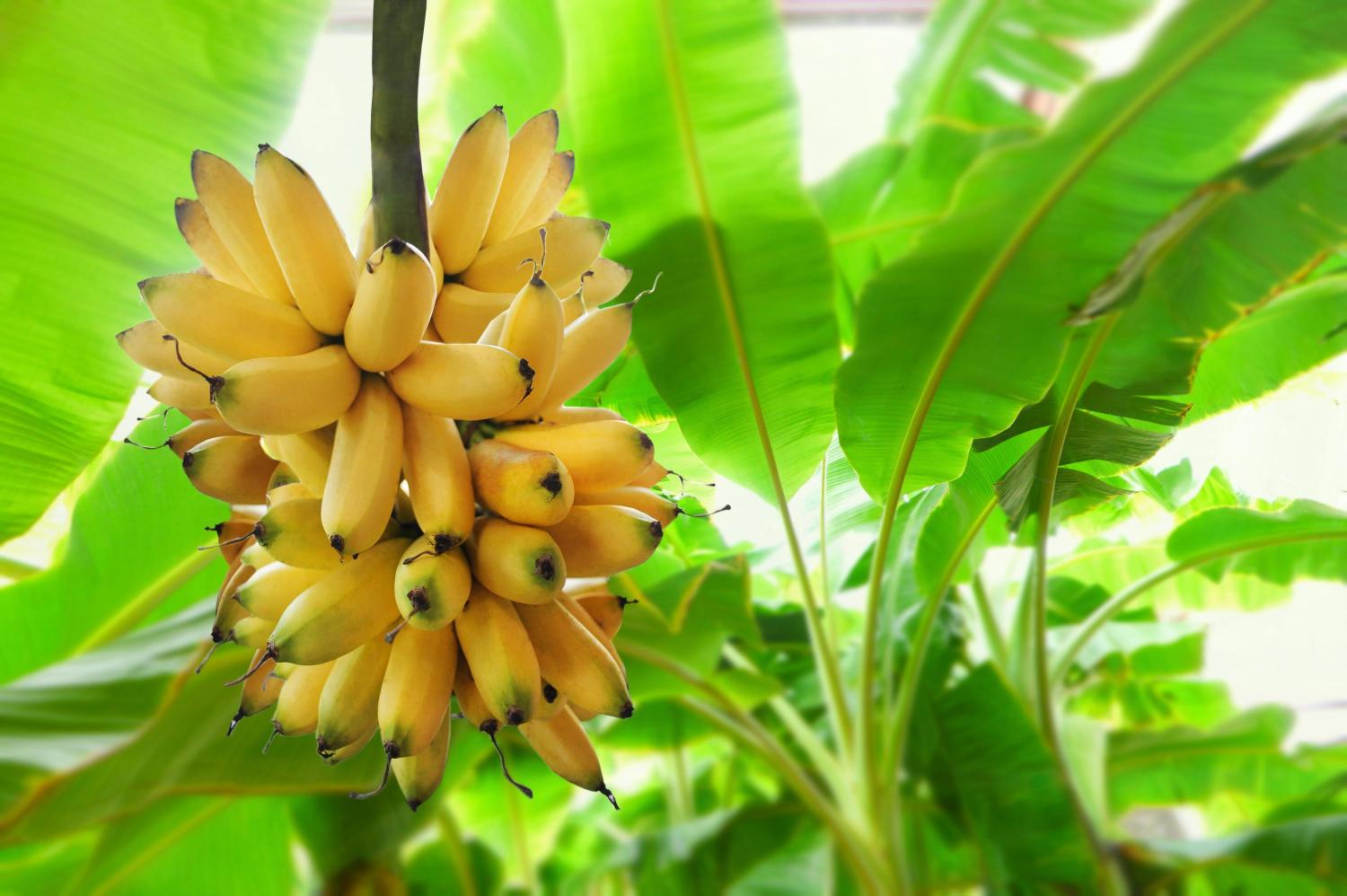 Banane Guadeloupe 